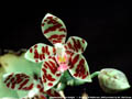 Photo : Phalaenopsis Rare Delight