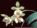 Photo : Phalaenopsis Tridacna
