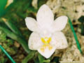 Photo : Phalaenopsis Giga
