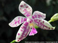 Photo : Phalaenopsis Arlington