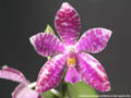 Photo : Phalaenopsis Arlington