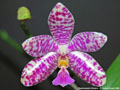 Photo : Phalaenopsis Arlington