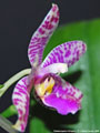 Photo : Phalaenopsis Arlington