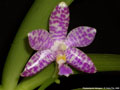 Photo : Phalaenopsis Arlington