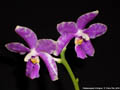 Photo : Phalaenopsis Arlington