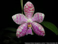 Photo : Phalaenopsis Arlington