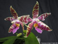Photo : Phalaenopsis Arlington