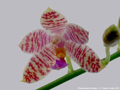Photo : Phalaenopsis Arlington