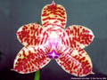 Photo : Phalaenopsis Java Bast