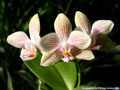 Photo : Phalaenopsis Flava