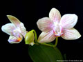 Photo : Phalaenopsis Flava