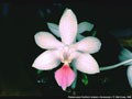 Photo : Phalaenopsis Florilind