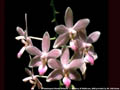Photo : Phalaenopsis Wanda Williams
