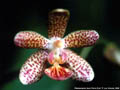 Photo : Phalaenopsis Jean-Pierre Zryd
