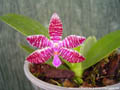 Photo : Phalaenopsis Dreieich Star