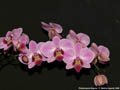 Photo : Phalaenopsis Regnier