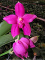 Photo : Phalaenopsis Luedde-Violacea
