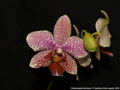 Photo : Phalaenopsis Hermione