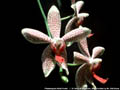 Photo : Phalaenopsis Alicia Fowler