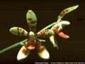 Photo : Phalaenopsis Piebald