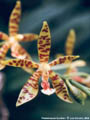 Photo : Phalaenopsis Aurelien