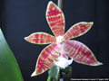 Photo : Phalaenopsis Almanis