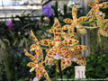 Photo : Phalaenopsis Almanis