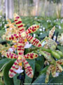 Photo : Phalaenopsis Almanis