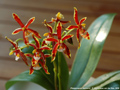 Photo : Phalaenopsis Mancervi