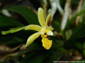 Photo : Phalaenopsis Arne Ulfers