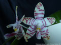 Photo : Phalaenopsis Li Sun High