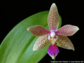 Photo : Phalaenopsis GK's Pallestris