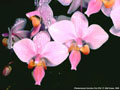 Photo : Phalaenopsis Carolina Tiny Phil