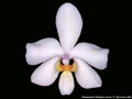 Photo : Phalaenopsis Philippine Dancer