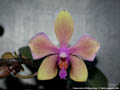 Photo : Phalaenopsis Wolfgang Apel