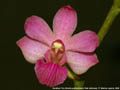 Photo : Phalaenopsis Tiny
