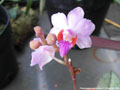 Photo : Phalaenopsis pulcherrima