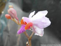 Photo : Phalaenopsis pulcherrima
