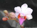 Photo : Phalaenopsis pulcherrima