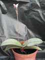 Photo : Phalaenopsis pulcherrima