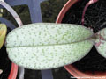 Photo : Phalaenopsis pulcherrima