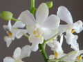 Photo : Phalaenopsis Purple Gem