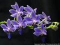 Photo : Phalaenopsis Purple Gem