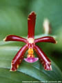 Photo : Phalaenopsis Swiss Chocolate
