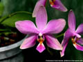 Photo : Phalaenopsis Purple Surprise