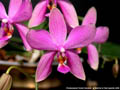 Photo : Phalaenopsis Purple Surprise