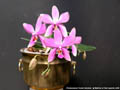 Photo : Phalaenopsis Purple Surprise