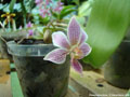 Photo : Phalaenopsis Alyos