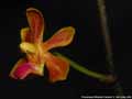 Photo : Phalaenopsis Wossner Pumuckl