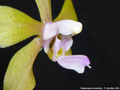 Photo : Phalaenopsis stobartiana